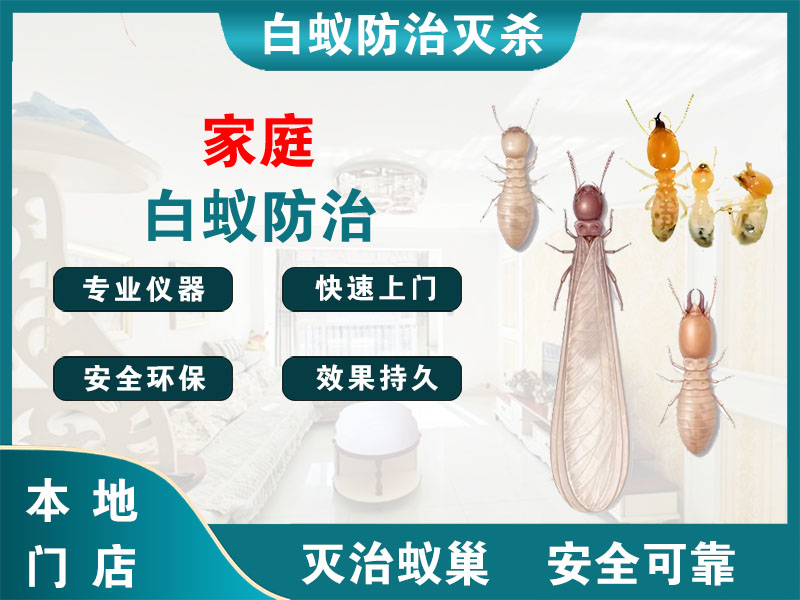 靖江家庭白蚁防治